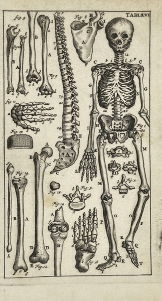 Steven Blankaart (1650–1702) – Human Skeleton and Bones (Table LXVI) from Anatomia Reformata – Engraving (1695)