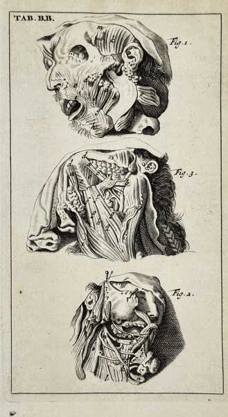 Steven Blankaart (1650–1702) – Anatomy of the Head and Neck (Table B.B.) from Anatomia Reformata – Engraving (1695)