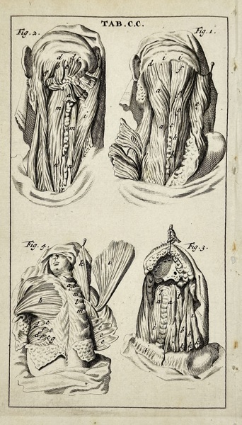 Steven Blankaart (1650–1702) – Anatomy of the Neck and Throat (Table C.C.) from "Anatomia Reformata" – Engraving (1695)