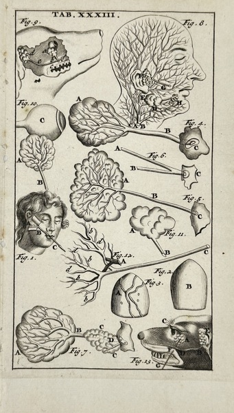 Steven Blankaart (1650–1702) – Anatomy of Glands and Vessels (Table XXXIII.) from Anatomia Reformata – Engraving (1695)