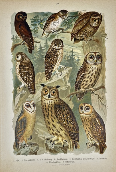 Ettore Arrigoni Degli Oddi (1863–1942) – Various Owls – Chromolithograph (1902-1904)