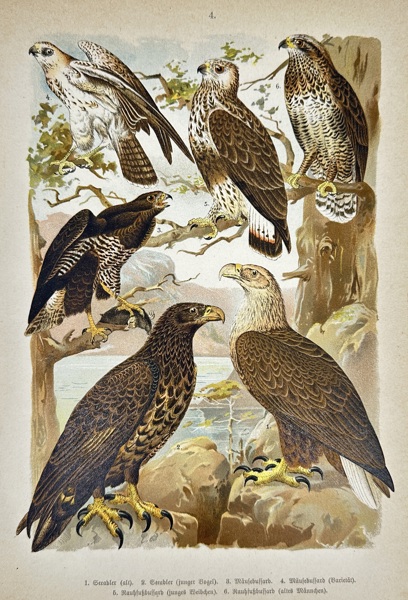 Ettore Arrigoni Degli Oddi (1863–1942) – Various Birds of Prey – Chromolithograph (1902-1904)