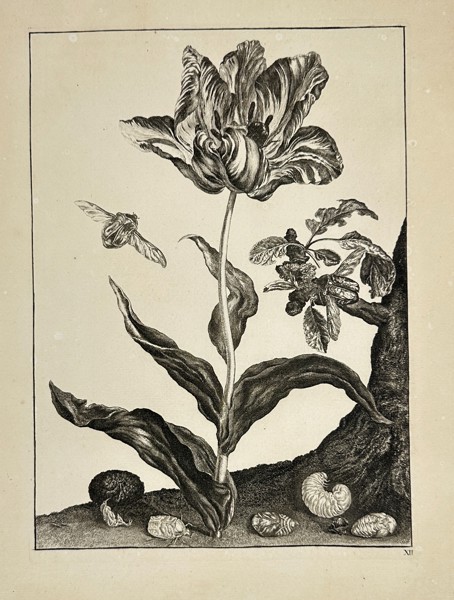 Jacob L’Admiral – Transformation of Insects with Tulip – Copperplate Engraving