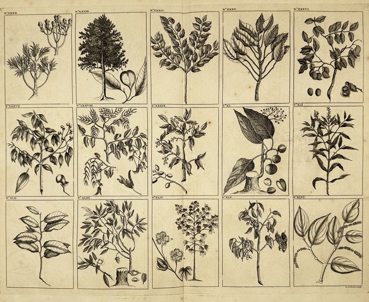 François Valentijn – Plants and Trees of Southeast Asia, Plate No. XXXII