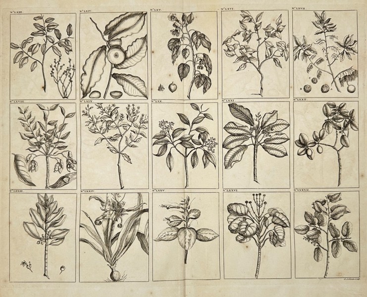 François Valentijn – Tropical Plants and Botanical Studies of Southeast Asia