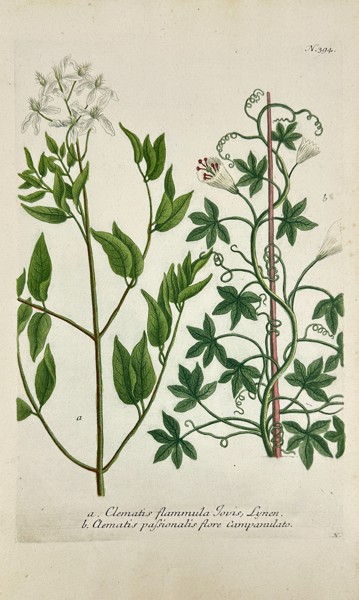 Johann Wilhelm Weinmann - Clematis flammula & Clematis passionalis–Dutch Edition