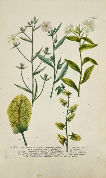Johann Wilhelm Weinmann – Convolvulus (Bindweed) Varieties – Dutch Edition