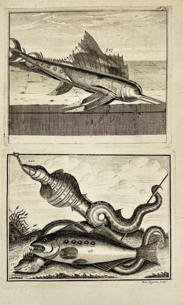 François Valentijn – Swordfish and Fantastic Sea Creatures – Copperplate Engravig