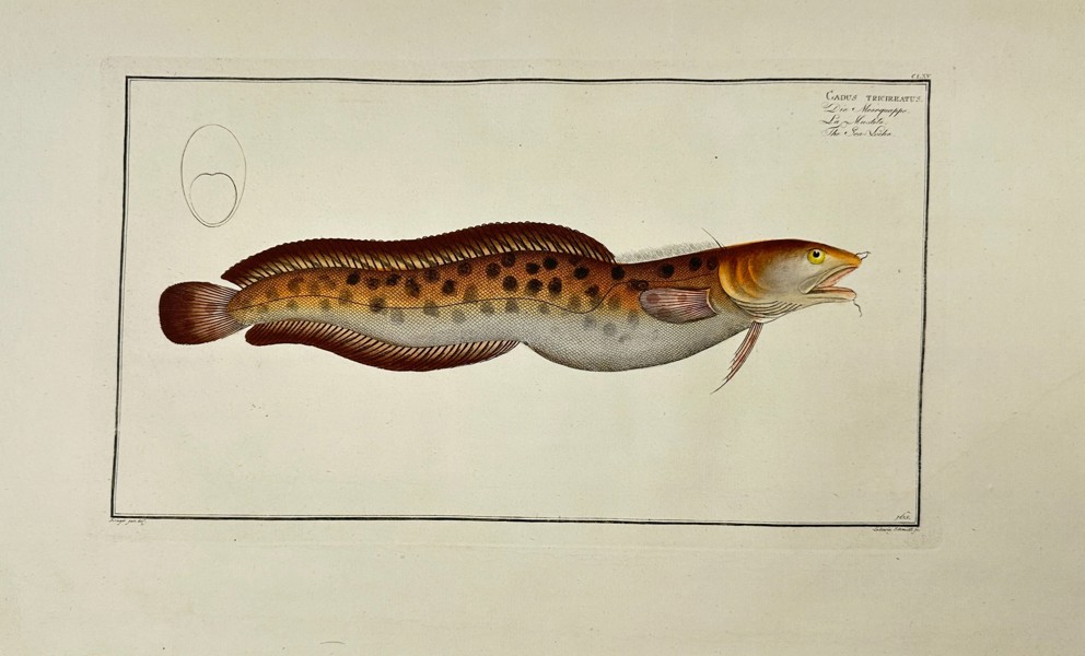 Marcus Elieser Bloch  Callionymus Lyra (The Spotted Dragonet) - Engraving