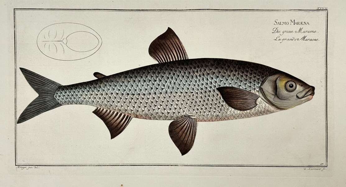 Marcus Elieser Bloch – Salmo Marena – Hand-Coloured Copperplate Engraving