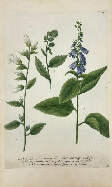 Johann Wilhelm Weinmann (1683–1741) – Campanula urticaefolia Varieties – Hand-Coloured Engraving (18th Century)