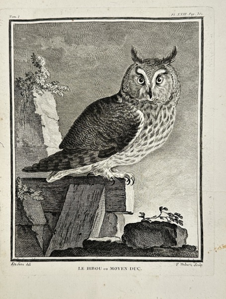 François-Nicolas Martinet after Jacques de Sève – Le Hibou ou Moyen Duc – Engraving (18th Century)