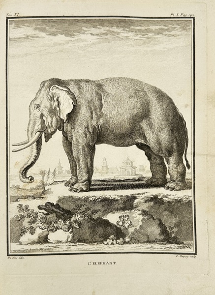 Jacques de Sève (fl. 1742–1788) – L’Elephant – Engraving - 18th Century