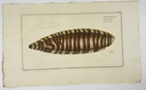 Marcus Elieser Bloch (1723–1799) – Pleuronectes Zebra – Hand-Colored Copperplate Engraving – 1785–1797