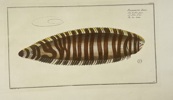Marcus Elieser Bloch (1723–1799) – Pleuronectes Zebra – Hand-Colored Copperplate Engraving – 1785–1797