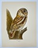 Magnus von Wright (1805–1868) – Tawny Owl (Strix Aluco) – Chromolithograph (1920)