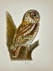 Magnus von Wright (1805–1868) – Tawny Owl (Strix Aluco) – Chromolithograph (1920)