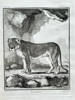 Georges Louis Leclerc, Comte de Buffon (1707–1788) – La Lionne (The Lioness) from "Histoire Naturelle" – Engraving (1761)