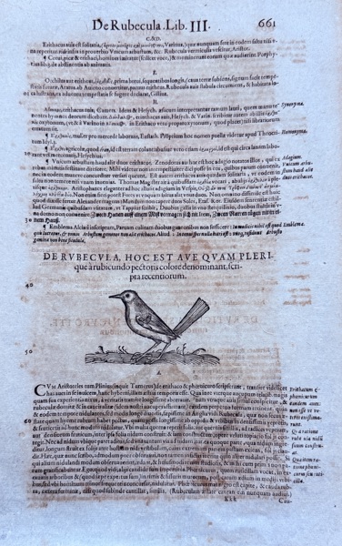 Conrad Gessner (1516–1565) – De Rubecula (The Robin) – Woodcut (circa 1555)
