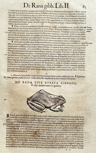 Conrad Gessner (1516–1565) – De Rana Gibbosa (On the Humped Frog) from History of Animals Book II – Woodcut (1554)