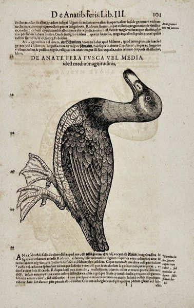 Conrad Gessner (1516–1565) – De Anate Fera Fusca vel Media – Woodcut circa 1555