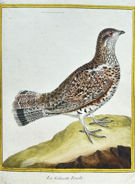 François Nicolas Martinet (1731–1800) – La Gelinotte Femelle (The Female Hazel Grouse) – Hand-colored Engraving (1783)