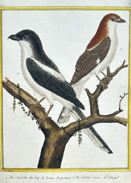 François Nicolas Martinet (1731–1800) – Fiscal Shrike from the Cape of Good Hope and Rufous-backed Shrike from Senegal – Hand-colored Engraving (1783)