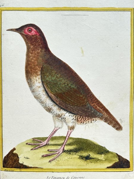 François Nicolas Martinet (1731–1800) – Le Tinamou de Cayenne (The Tinamou of Cayenne) – Hand-colored Engraving (1783)