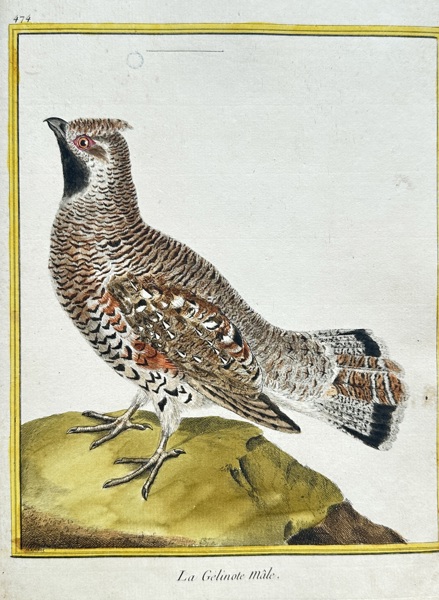 François Nicolas Martinet (1731–1800) – La Gelinote Mâle (The Male Hazel Grouse) – Hand-colored Engraving (1783)