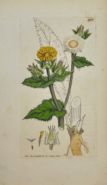 James Sowerby – Picris Echioides – Bristly Ox-tongue – Hand-Coloured Engraving - 1790–1814