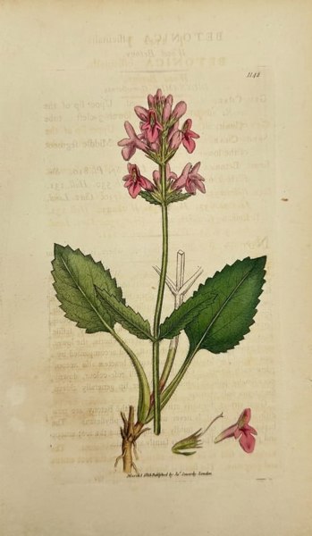 James Sowerby – Betonica Officinalis (Wood Betony) – Hand-Coloured Engraving - 1790–1814