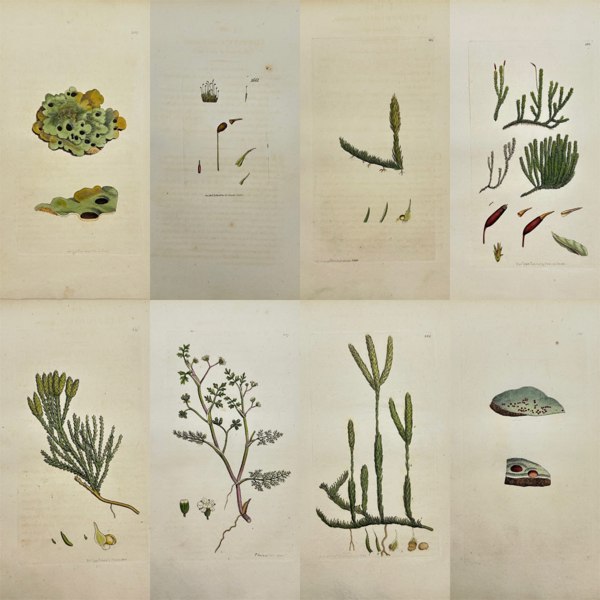 James Sowerby (1757–1822) – Set of 8 Studies – Clubmoss & Scarlet Lichen – Hand-Coloured Engravings (1790–1814)