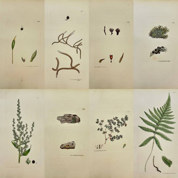 James Sowerby (1757–1822) – Set of 8 Studies – Alpine Grimmia & Sea-Heath – Hand-Coloured Engravings (1790–1814)
