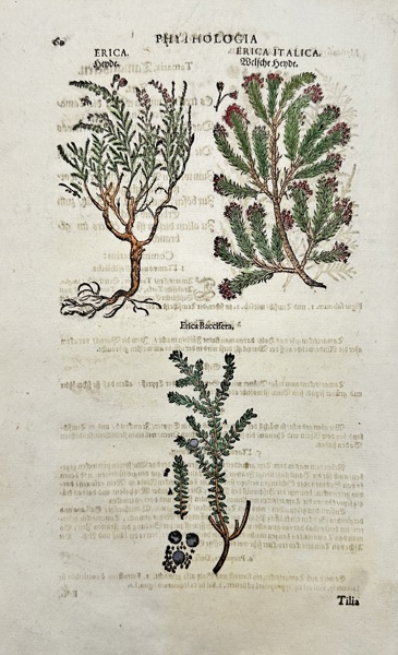 Johann Joachim Becher (1635–1682) – Phythologia: Erica, Erica Italica & Tilia - Hand-coloured Botanical Engraving – (1662)