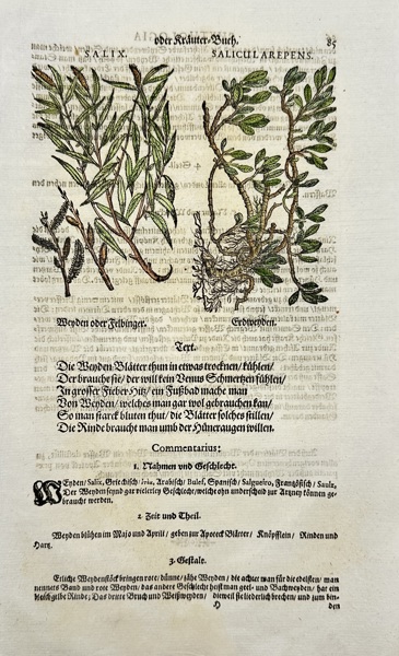 Johann Joachim Becher (1635–1682) - Phythologia: Weiden oder Selbinge & Erbbeben – Hand-coloured Botanical Engraving – (1662)