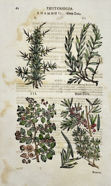 Johann Joachim Becher (1635–1682) - Rhamnus & Erica – Phythologia: Rhamnusa & Erica – Hand-coloured Botanical Engraving - (1662)