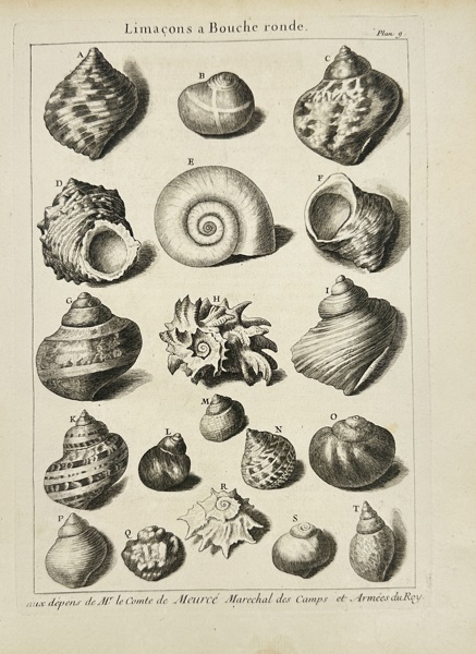 Jean-Baptiste de La Caille Dezallier d'Argenville (1680–1765) – Antique Shell Engravings – Copperplate Engravings (circa 1780)