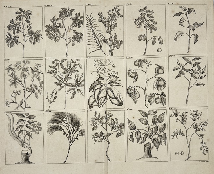 François Valentijn (1666–1727) – Fruit Trees of Southeast Asia – Copperplate Engraving (1724)