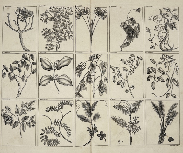 François Valentijn (1666–1727) – Tropical Plants and Trees of the East Indies – Botanical Plate from "Oud en Nieuw Oost-Indiën" – Copperplate Engraving (1724)