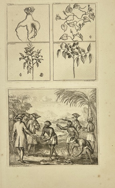 François Valentijn (1666–1727) – Study of Tropical Plants and Colonial Exchange – Copperplate Engraving (1726)