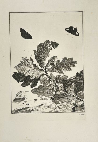 Jacob l’Admiral II (active early 18th century) – Flying Butterflies and Other Insects Above a Branch with Leaves (Vliegende vlinders en andere insecten boven een tak met bladeren) – Engraving
