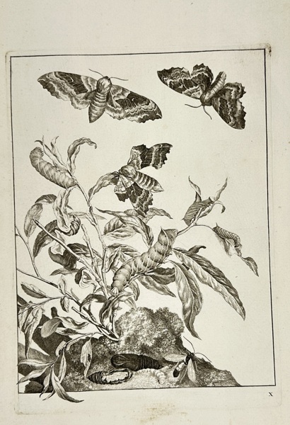 Johannes Sluyter – Moths and Larvae on a Peach Branch – Original Engraving – Amsterdam, 1774
