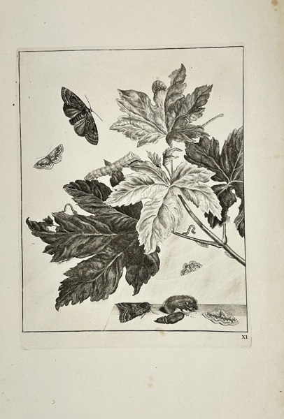 Johannes Sluyter – Botanical Study with Moths and Leaves – Original Engraving – Amsterdam, 1774