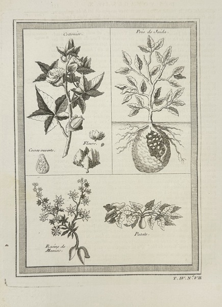 Jacques-Nicolas Bellin – Cotton, Cassava, Potato, and Indian Pea – Copperplate Engraving – 18th Century