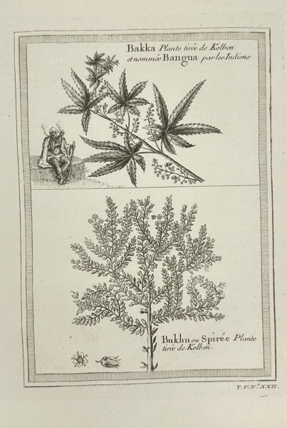 Jacques-Nicolas Bellin – Bakka and Bukhu Plants – Copperplate Engraving – 18th Century