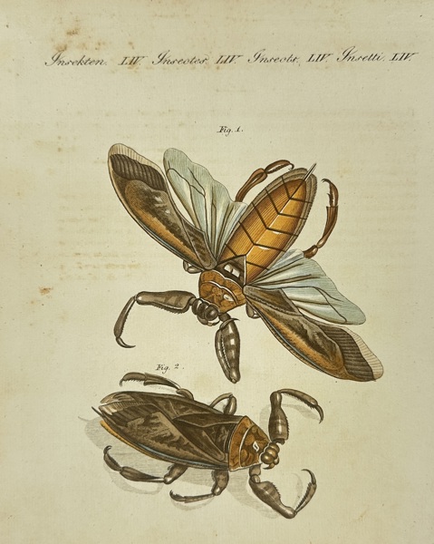 George Shaw & Frederick Nodder – Nepa Grandis – Hand-Colored Copperplate Engraving – 1798