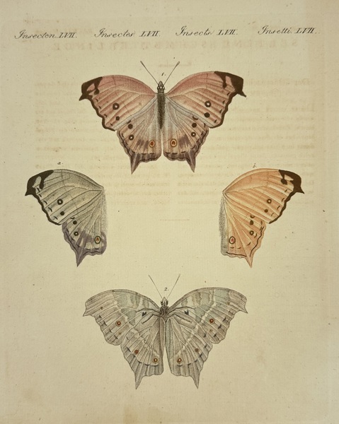Jean-Gabriel Prêtre – Exotic Butterflies from Africa and America – Hand-Colored Copperplate Engraving – Weimar, 1810