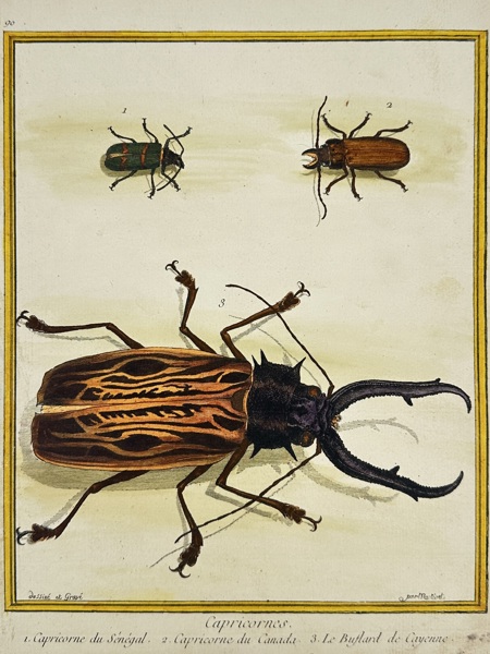 François Martinet (fl. 1760–1800) – Capricorn Beetles – Original Hand-Colored Engraving – 1780