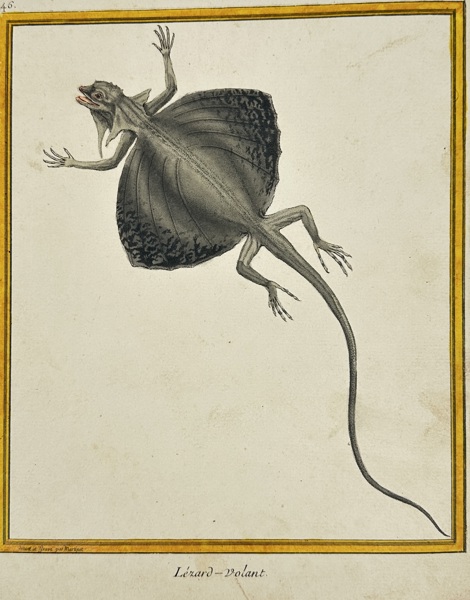 François Martinet (fl. 1760–1800) – Flying Lizard – Original Hand-Colored Engraving – 1780