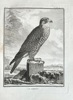 Georges Louis Leclerc, Comte de Buffon (1707–1788) – The Saker Falcon – Engraving (1758)